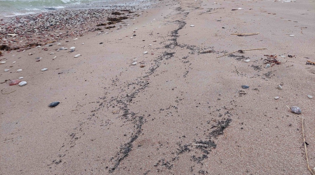 Hiiumaa rannikult leitud reostus on naftasaadus | Keskkonnaamet